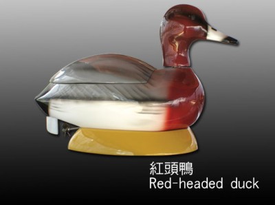 Yn Red-headed duck