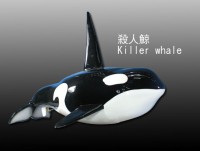 HH Killer whale