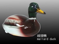 Yn mallard duck