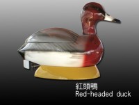 紅頭鴨 Red-headed duck